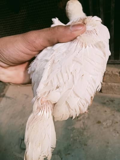 White German Shamo chiks