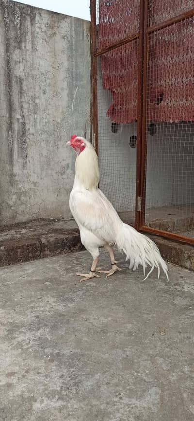 Top quality heera murga for sale