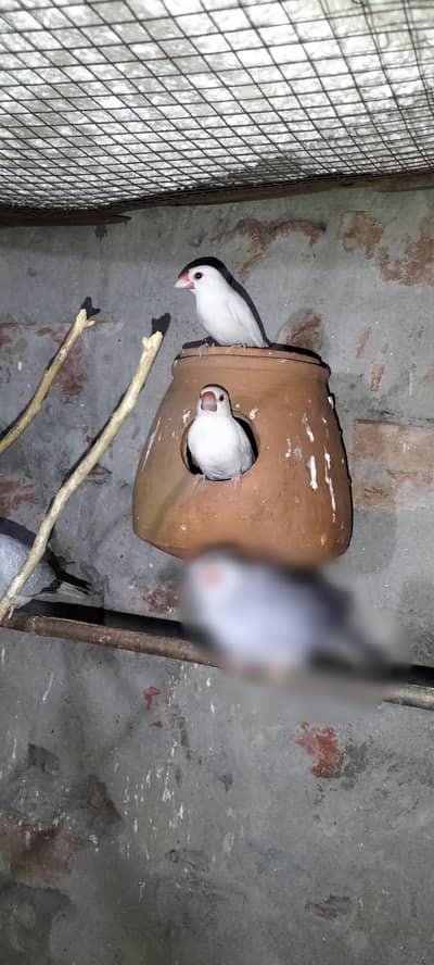 Java Finches breeder pair