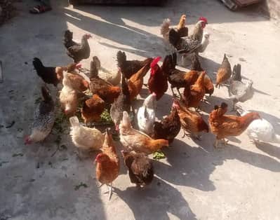 Egg laying hens Ghar ki Desi khoorak par pali hui