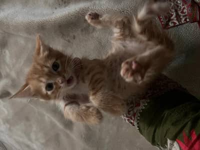 two persion male cats for sale urgent age 2.5 months ph no 03400898999