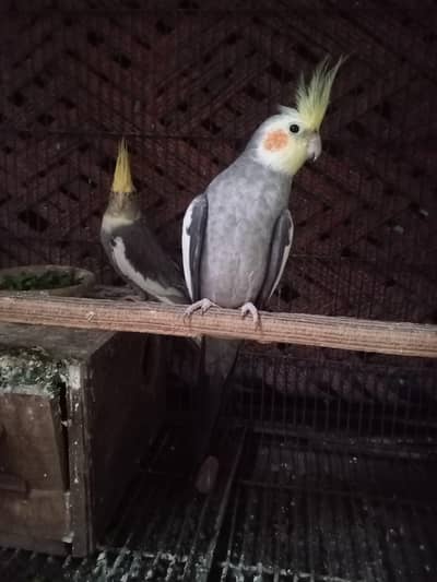 cocktail bird Gray Cocktail