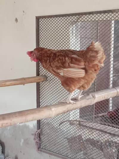 llohmann brown egg laying hen available for sale