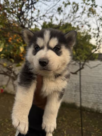 Siberian husky puppies