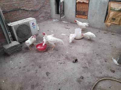 aseel shamoo for sale