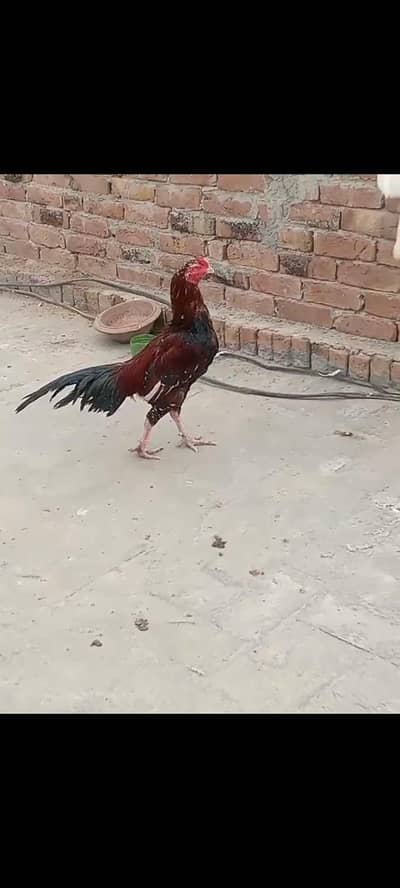 RATTA ASEEL. . . . . HIGH Quality. . . Zer dum. . . . 0327/0616302