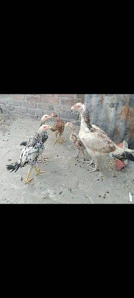 Aseel hen with chicks