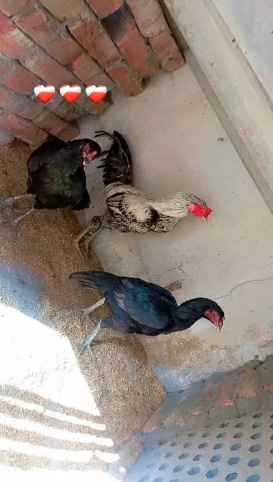 Burmi pakoye aseel trio 03454196103