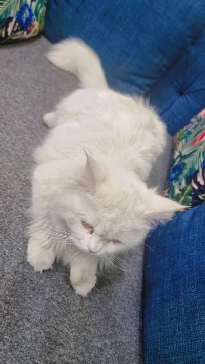 Fully vaccinated liter proof Persian cat