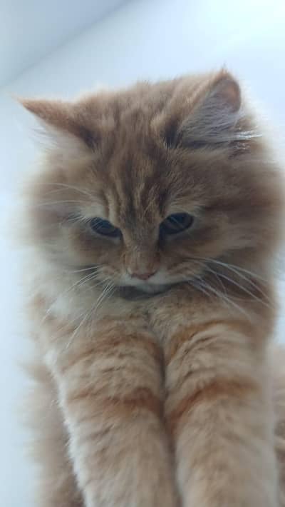 Pure Persian triple coated punch face