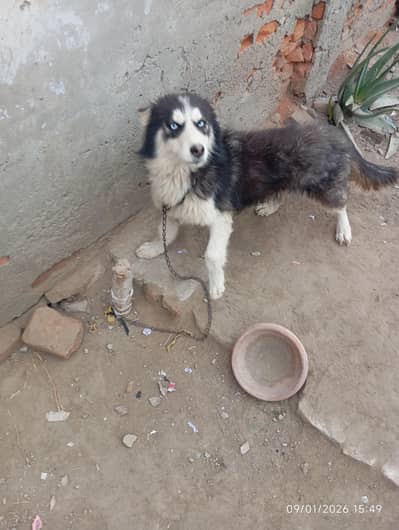 Siberian husky male