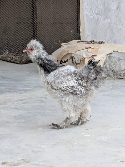 Silkie rooster