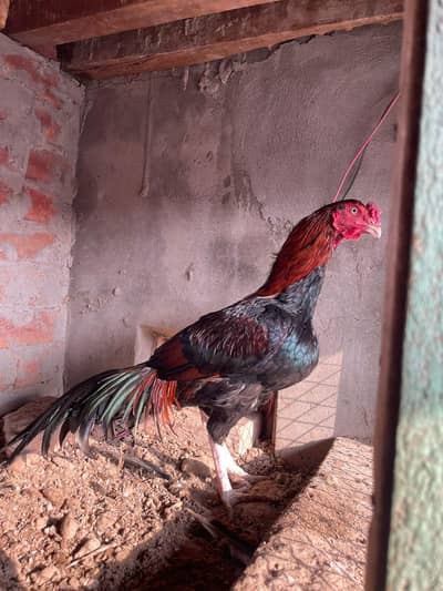 Aseel Murgha And Aseel Murghi.