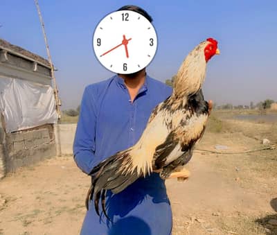 Top blood line resulted Aseel