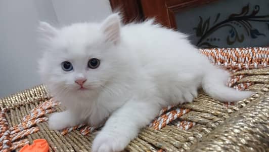 Pure Persian Punch Face Odd eyes