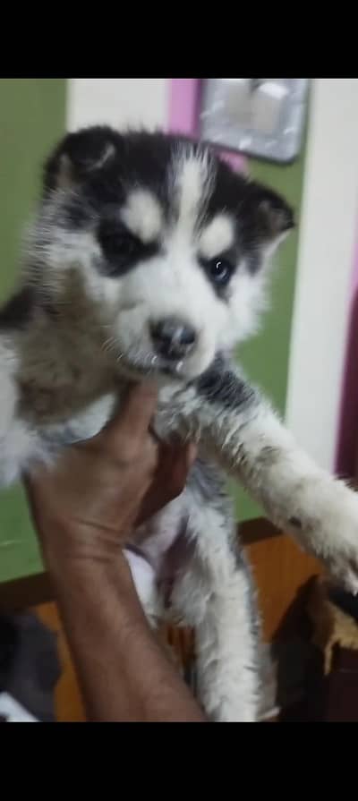 Siberian husky puppy dog for sale my WhatsApp number 0322/63/37/602