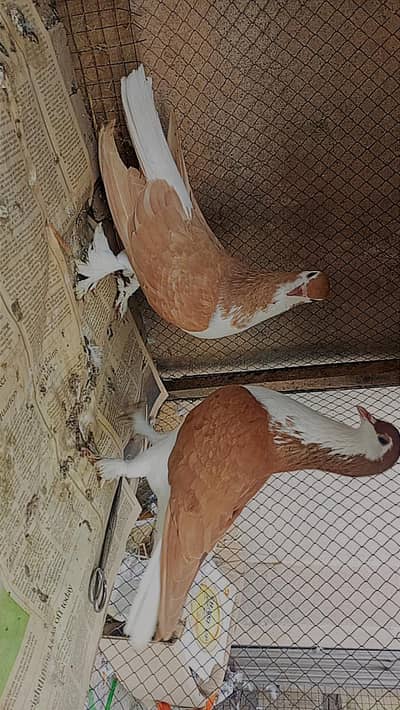 Different breed pigeons available for sale