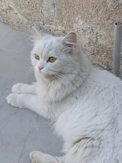 Persian cat