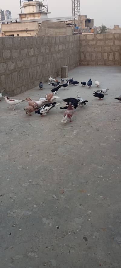 Mix kabooter latte hoe hen