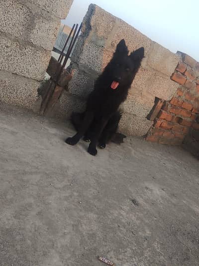 Black German Sherperd long coat male puppy