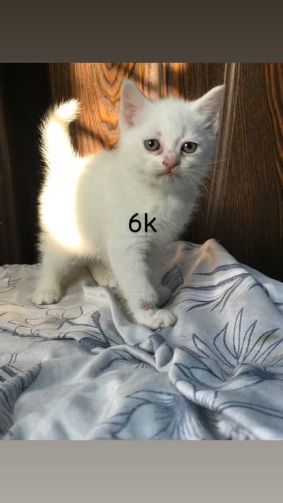 Persian female kitten active