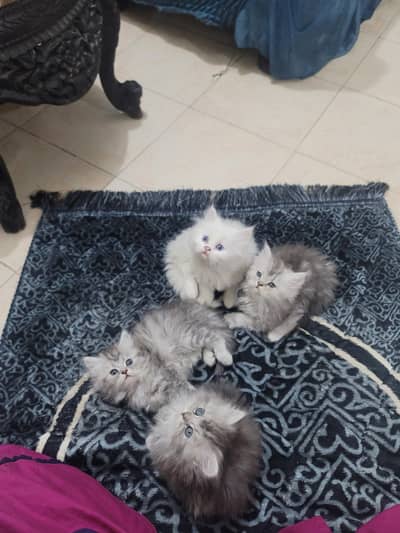 4 Persian Kittens For Sale