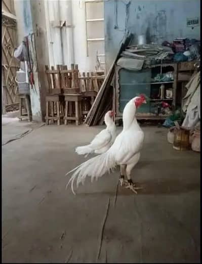 High quality Aseel Heera nasal available 0313 8150069