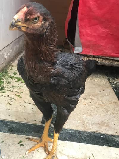 parrot beak cross hen