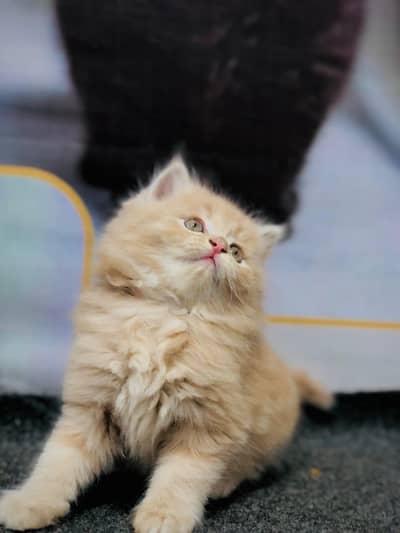 home delivery Persian punch face cat kitten