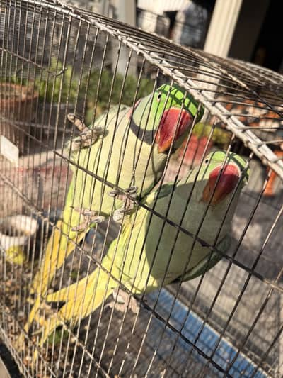 Raw parrot pair for sale