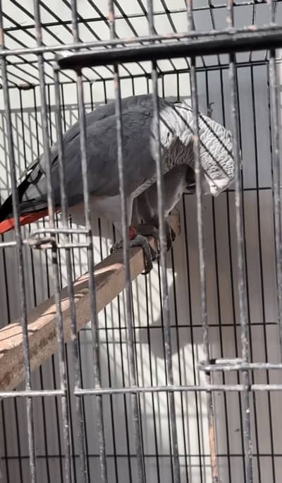 African grey bounded pair