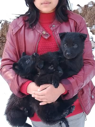 Long Coat Jet Black German Shepherd Puppies