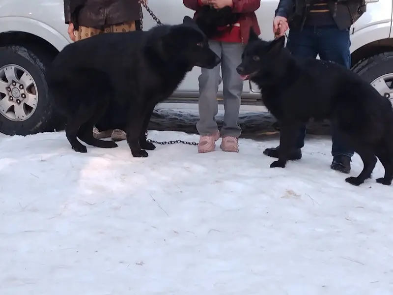 German shephered puppies|Dogs|imported blood line |German Shepherd — photo 3
