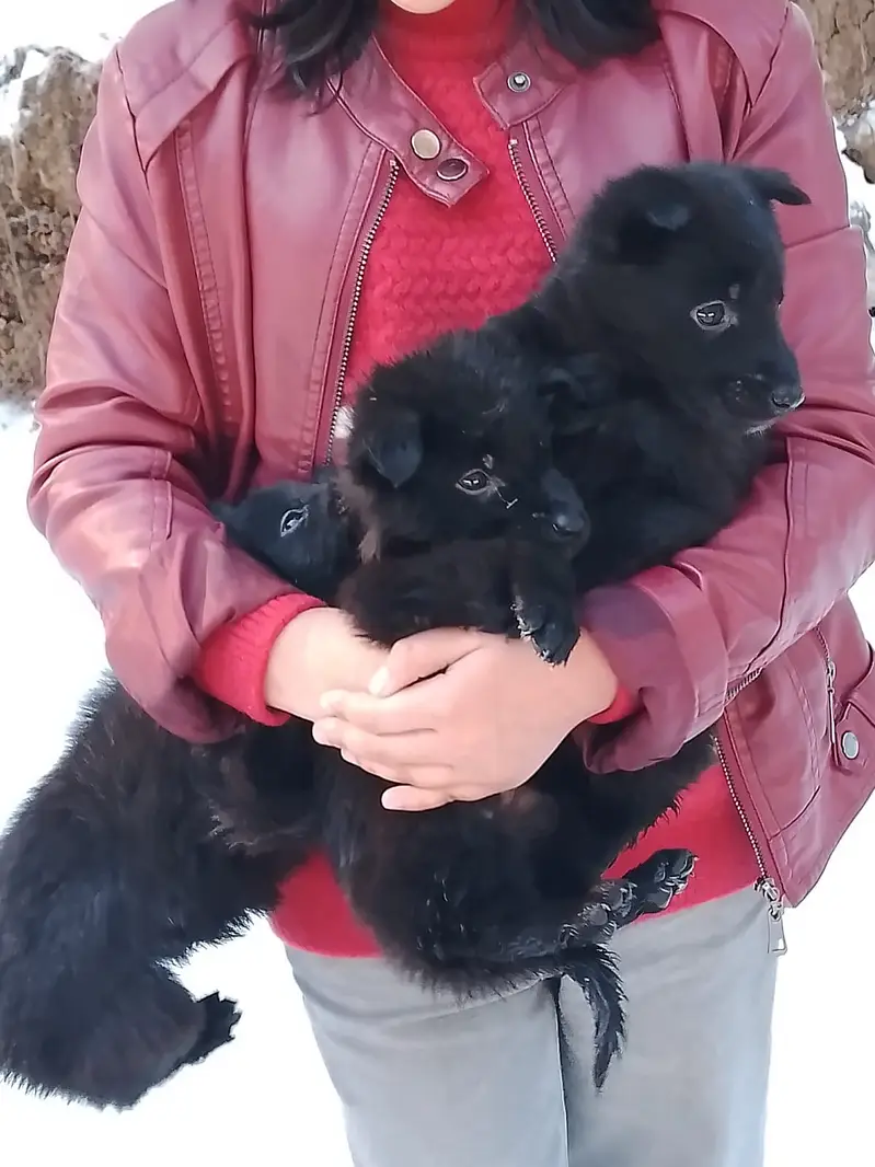 German shephered puppies|Dogs|imported blood line |German Shepherd — photo 4