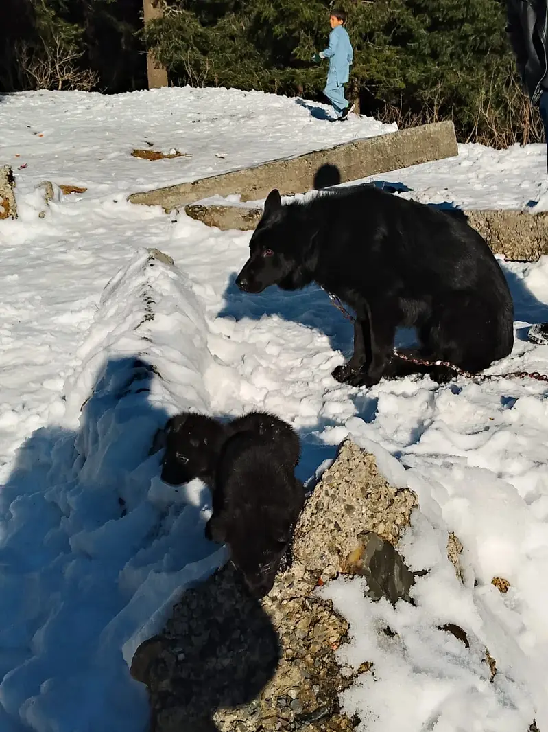 German shephered puppies|Dogs|imported blood line |German Shepherd — photo 5