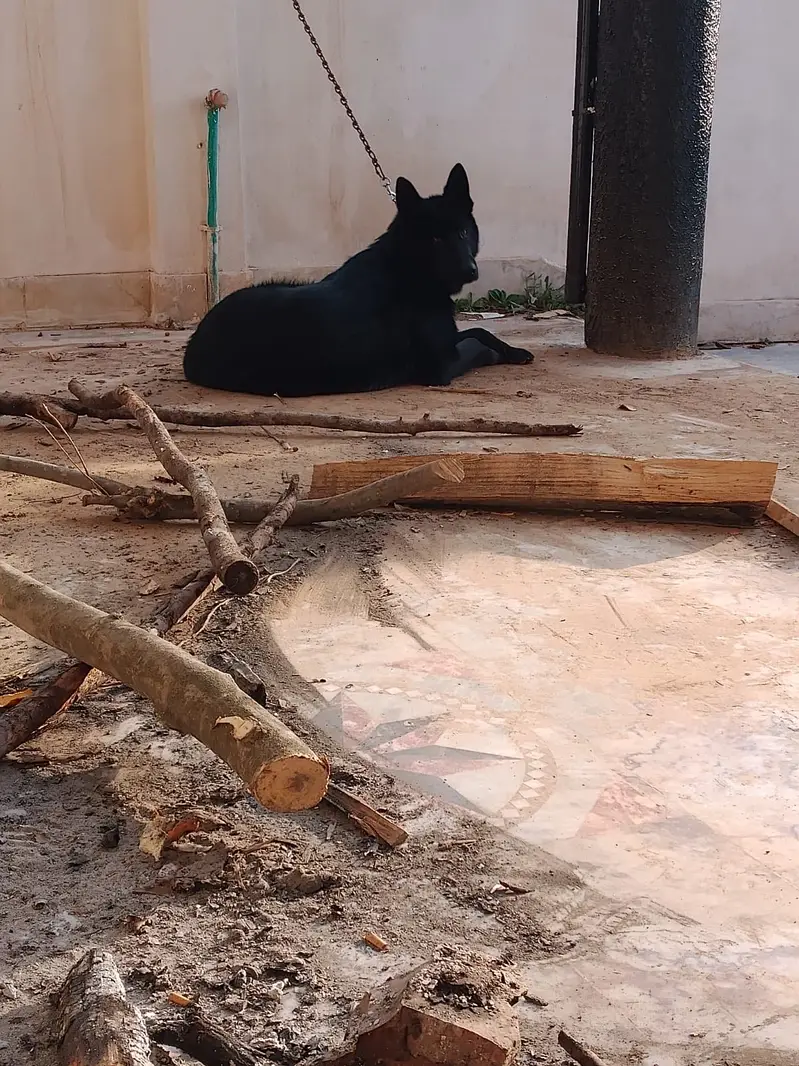 German shephered puppies|Dogs|imported blood line |German Shepherd — photo 6