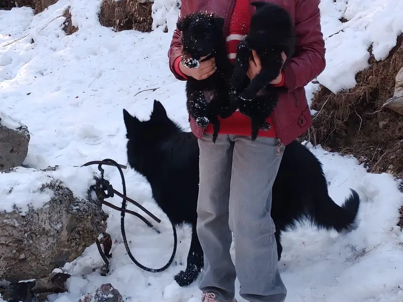 German shephered puppies|Dogs|imported blood line |German Shepherd — photo 7