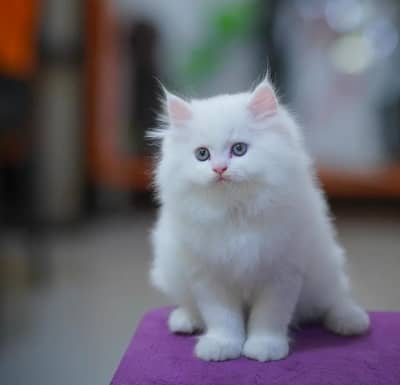 white Persian kitten|Triple long coated|punch Face|Blue Eyes kittens