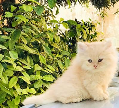 Persian kittens furr balls triple coat