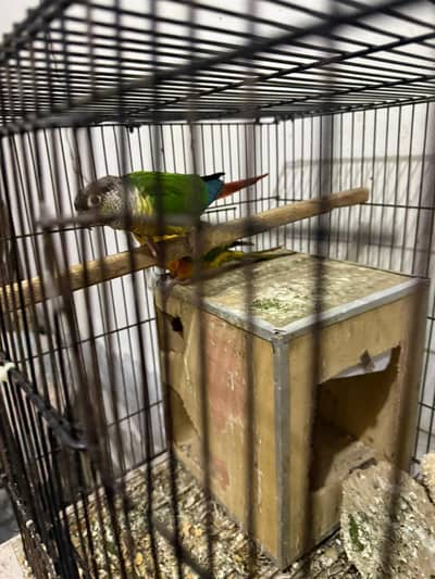 yellow sunconure/pineapple conure