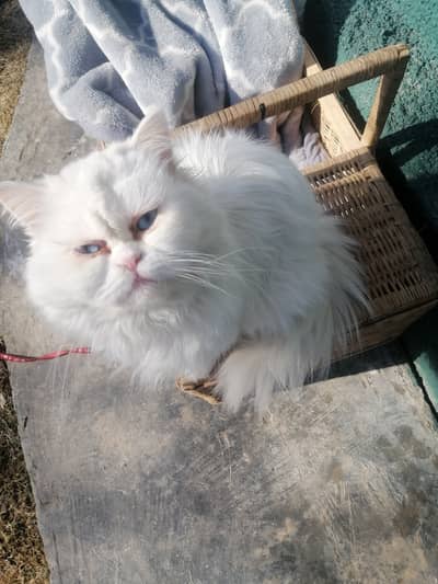 Persian punch face cat fully vaccinated
