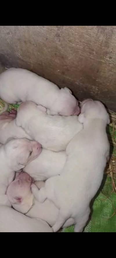 GULTAR PUPPIES AVALABLE