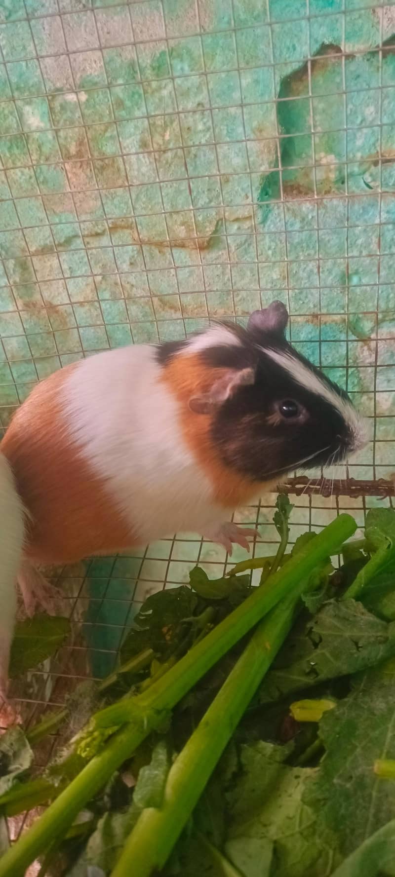 گنی پگ بریڈر پیر 0