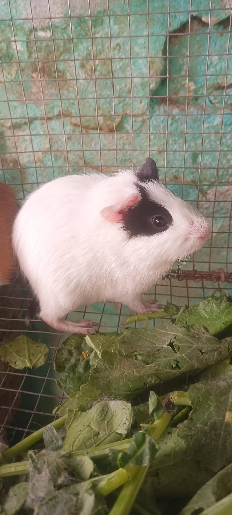 گنی پگ بریڈر پیر 1