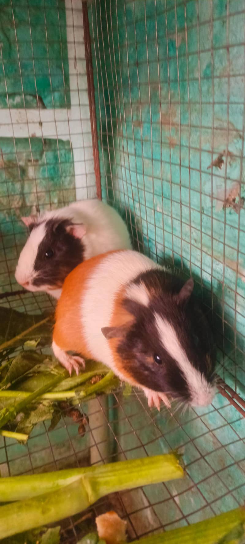 گنی پگ بریڈر پیر 2