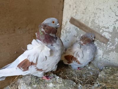 Spanish Double Flower