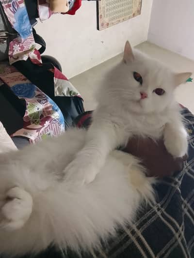 white persion cat Blue eyes healthy whtap 03262647507