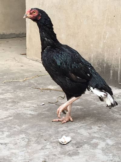 Black aseel madii for sale