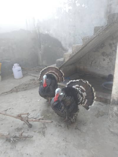 turkey birds Rs. 12000