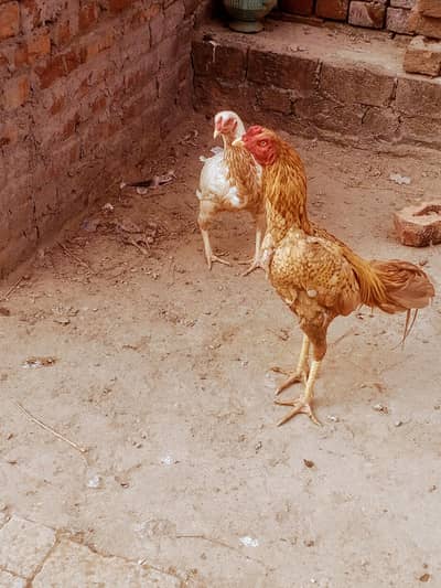 aseel pathy for sale